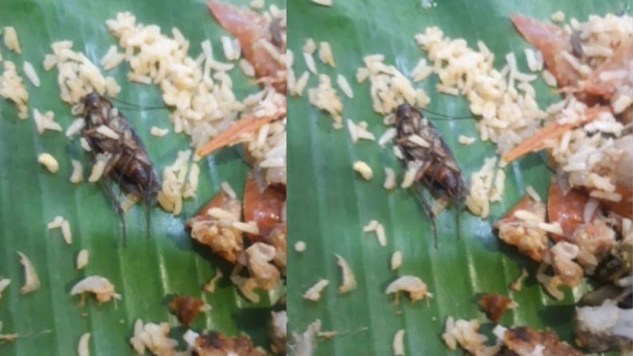 அதிர்ச்சி!! மட்டன் பிரியாணியில் கரப்பான் பூச்சி.. இரண்டு உயிர்களை காவு வாங்கிய பின்பும் தொடரும் அவலம்.. அதிர்ச்சி!! மட்டன் பிரியாணியில் கரப்பான் பூச்சி.. இரண்டு உயிர்களை காவு வாங்கிய பின்பும் தொடரும் அவலம்..