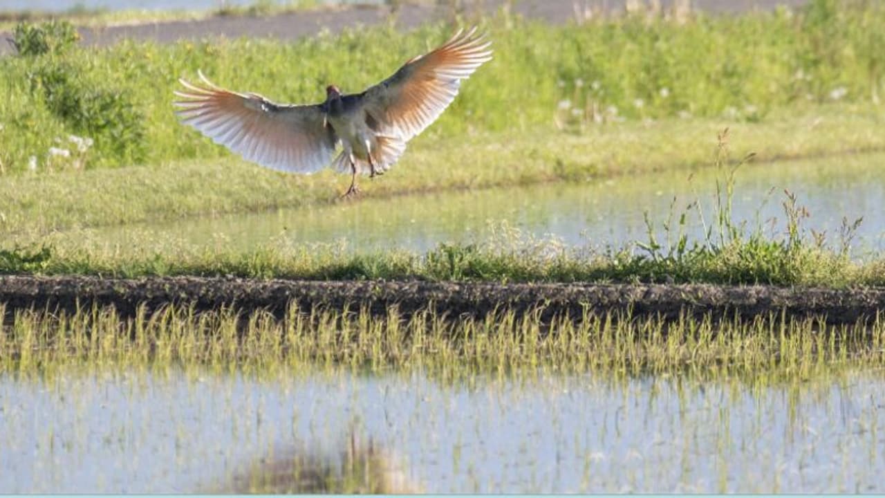 ഈ നാടാകെ ഒരു പക്ഷിയുടെ ചിത്രങ്ങളാണ്, അതിനൊരു വല്ലാത്ത കാരണമുണ്ട്!
