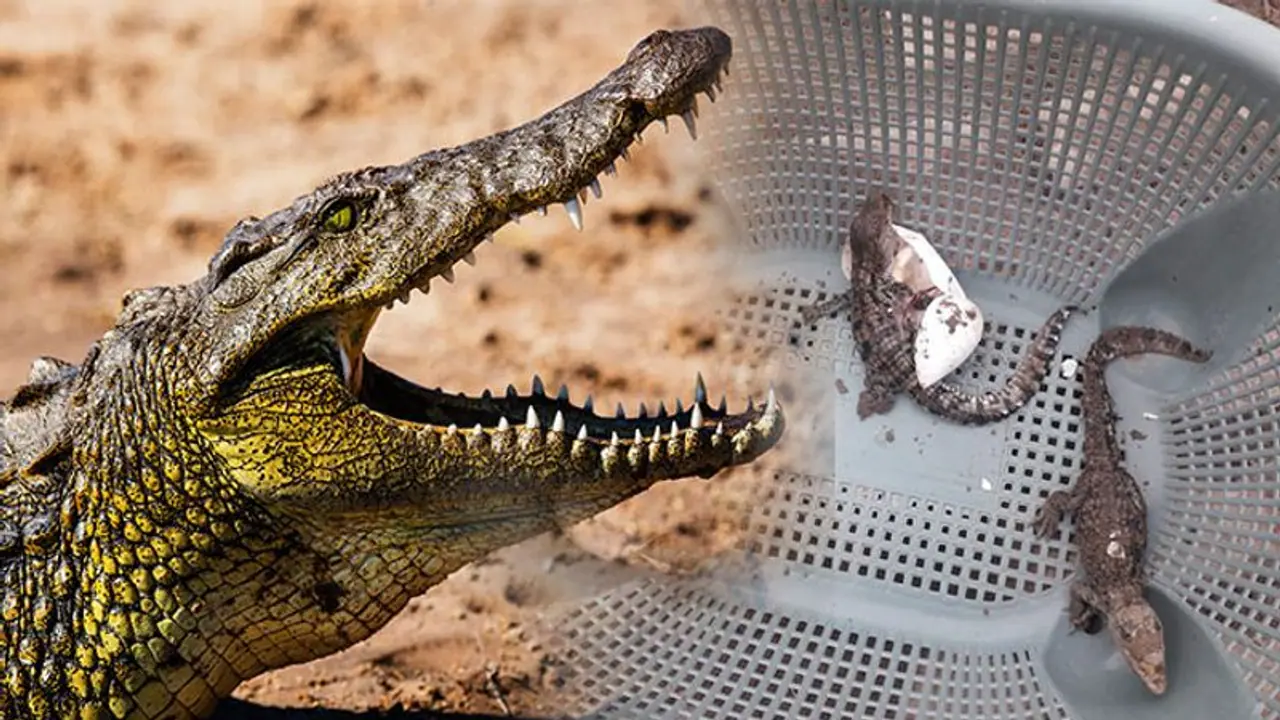 বাড়িতে কুমিরের ডিম ফুটে বেরিয়ে আসছে বাচ্চা, উত্তেজনা ছড়িয়ে পড়ে গোটা গ্রাম জুড়ে বাড়িতে কুমিরের ডিম ফুটে বেরিয়ে আসছে বাচ্চা, উত্তেজনা ছড়িয়ে পড়ে গোটা গ্রাম জুড়ে