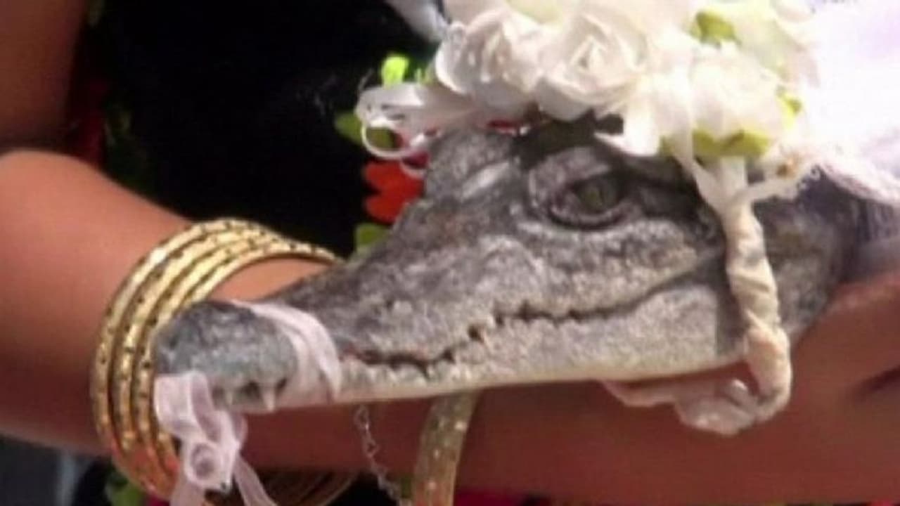 ചീങ്കണ്ണിയെ വിവാഹം ചെയ്ത് ഒരാള്‍; ഇതിന് പിന്നിലൊരു കാരണവുമുണ്ട്...