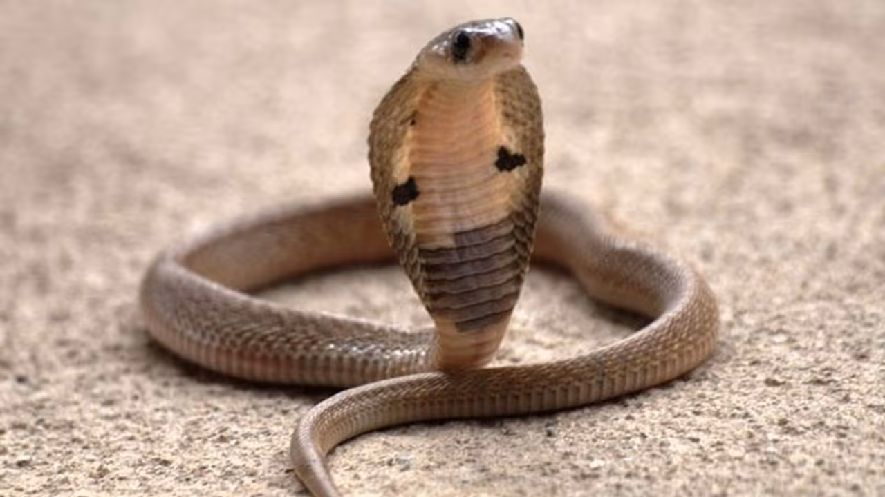 सपोले को बच्चा समझ नहीं खाएं धोखा, होता है बड़े सांप से अधिक खतरनाक, जहर के साथ आता है अंडे से बाहर सपोले को बच्चा समझ नहीं खाएं धोखा, होता है बड़े सांप से अधिक खतरनाक, जहर के साथ आता है अंडे से बाहर