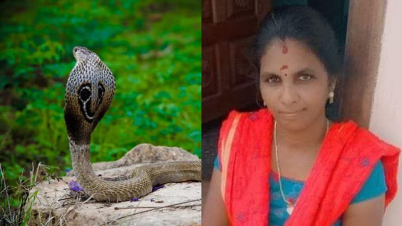 പാചകത്തിനായി വിറക് എടുക്കുന്നതിനിടെ പാമ്പുകടിയേറ്റ് വീട്ടമ്മ മരിച്ചു 