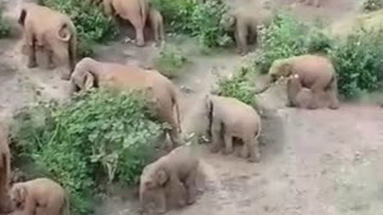 शाम होते ही हिंसक हो जाता है हाथियों का ये झुंड, झारखंड के कई ग्रामीणों में फैली दहशत, जानें क्या है वजह शाम होते ही हिंसक हो जाता है हाथियों का ये झुंड, झारखंड के कई ग्रामीणों में फैली दहशत, जानें क्या है वजह