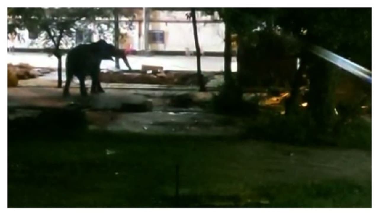 ഗുരുവായൂർ ക്ഷേത്രത്തിൽ എഴുന്നള്ളിപ്പിനിടെ ആന ഇടഞ്ഞു ; പാപ്പാനെ കുടഞ്ഞെറിഞ്ഞു ഗുരുവായൂർ ക്ഷേത്രത്തിൽ എഴുന്നള്ളിപ്പിനിടെ ആന ഇടഞ്ഞു ; പാപ്പാനെ കുടഞ്ഞെറിഞ്ഞു