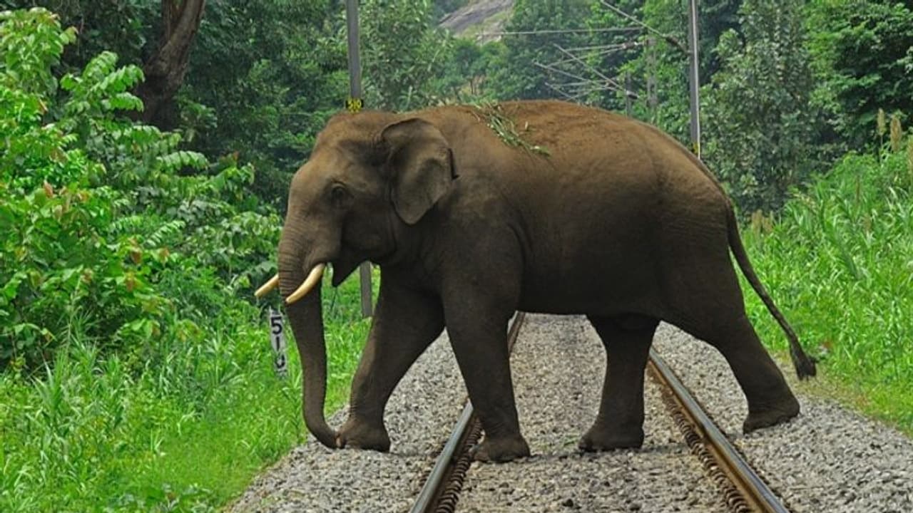  അട്ടപ്പാടിയിൽ യുവതിയെ കാട്ടാന ചവിട്ടി കൊന്നു