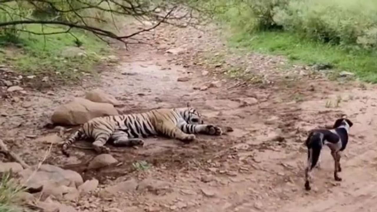 जंगल में जाओ तो चूं की आवाज भी मत करना, वरना.. ये कुत्ता भूल गया था अपनी लिमिट 