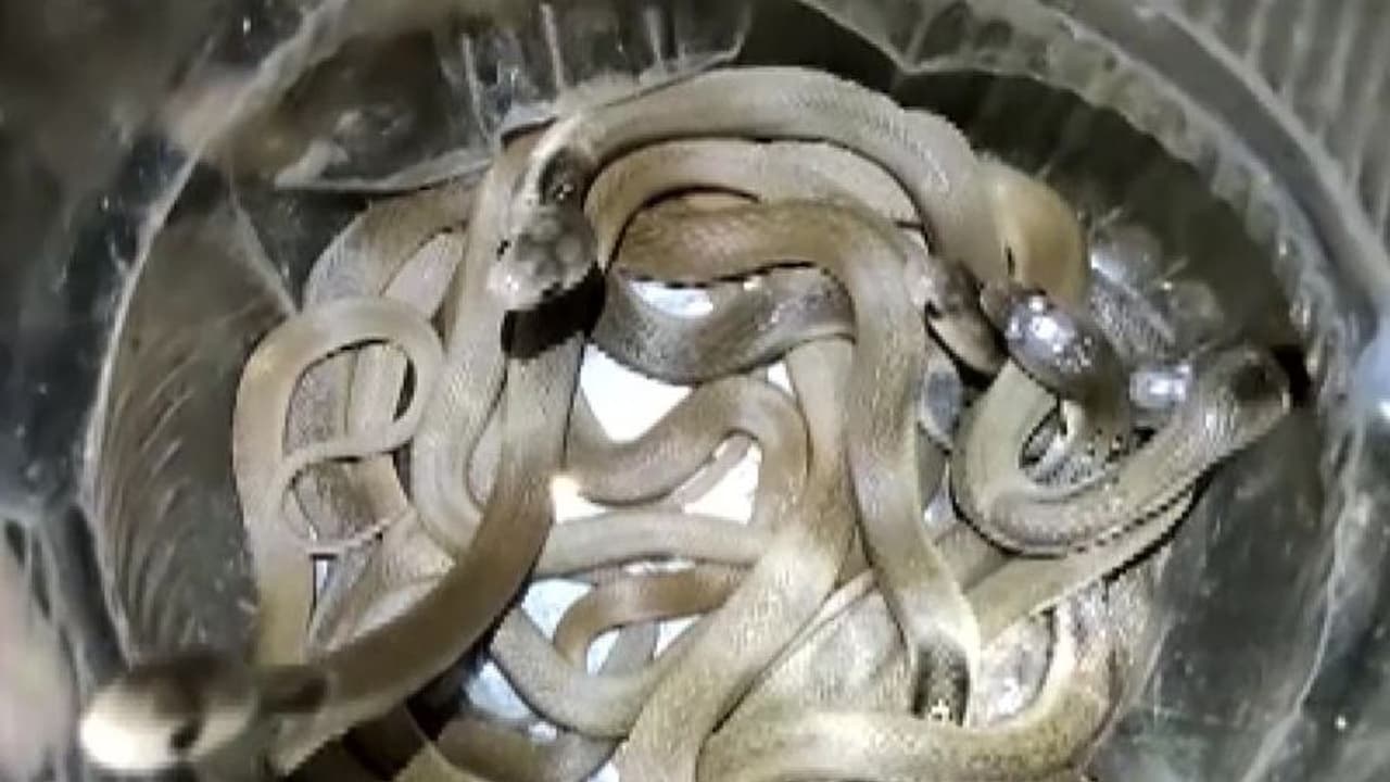 छत्तीसगढ़ में अजीब मामला: रोज कमरे से निकलता था एक कोबरा सांप,रेस्क्यू टीम पहुंची तो रह गई दंग छत्तीसगढ़ में अजीब मामला: रोज कमरे से निकलता था एक कोबरा सांप,रेस्क्यू टीम पहुंची तो रह गई दंग