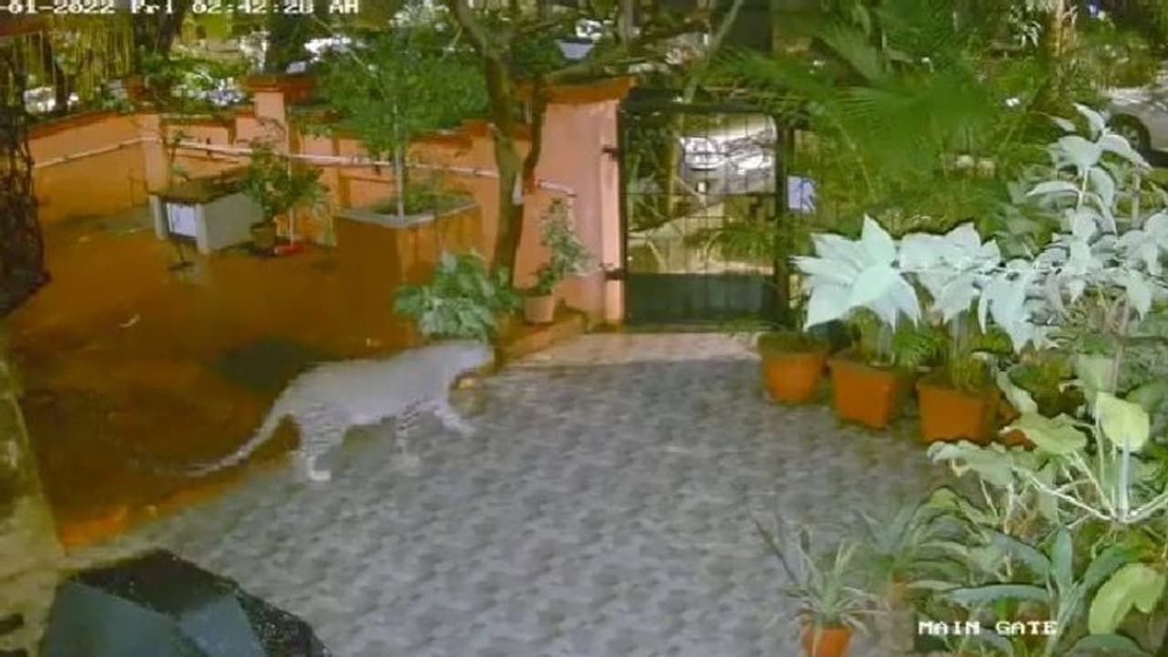 ആളുകള് താമസിക്കുന്ന ബില്ഡിംഗിന് താഴെ പുള്ളിപ്പുലി; വീഡിയോ ആളുകള് താമസിക്കുന്ന ബില്ഡിംഗിന് താഴെ പുള്ളിപ്പുലി; വീഡിയോ