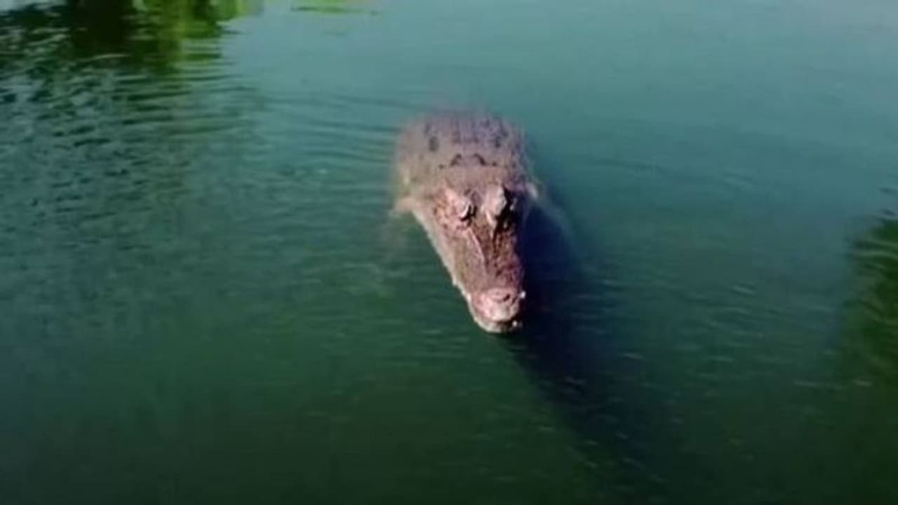 उत्तराखंड: भैंस चराने गए बच्चे को जिंदा निगल गया मगरमच्छ, वन विभाग के अधिकारियों से ग्रामीणों ने रखी बड़ी मांग उत्तराखंड: भैंस चराने गए बच्चे को जिंदा निगल गया मगरमच्छ, वन विभाग के अधिकारियों से ग्रामीणों ने रखी बड़ी मांग