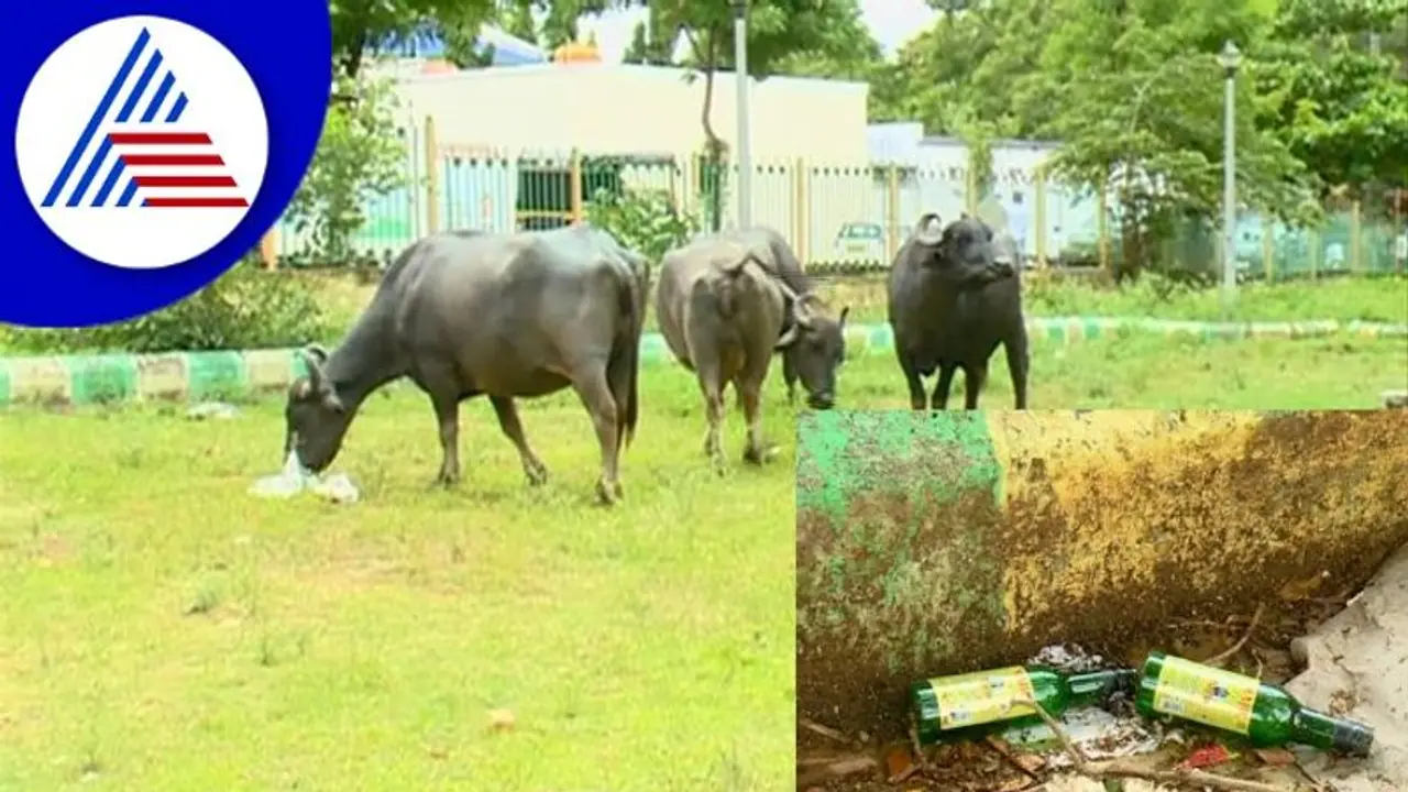 ಜಾನುವಾರುಗಳ ದೊಡ್ಡಿಯಂತಾದ ಚಿತ್ರದುರ್ಗ ನಗರ ಪಾರ್ಕ್ ಗಳು!