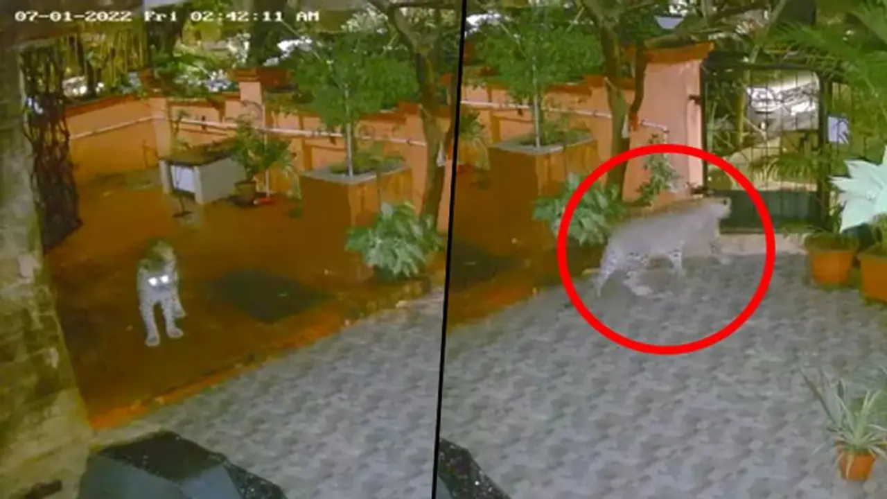 Leopard strays into a residential area in Mumbai’s Aarey colony: here’s what happened next