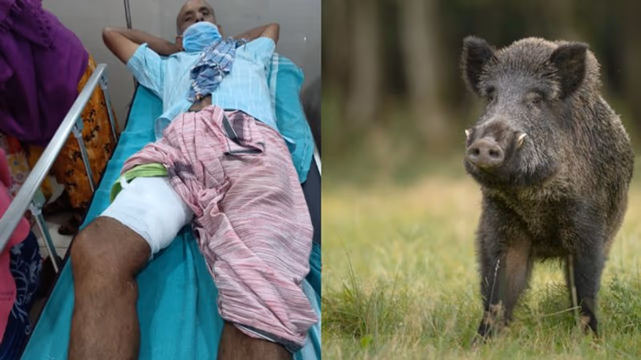 കാട്ടുപന്നി ആക്രമിച്ചു, വയോധികന് കാലിൽ ഗുരുതര പരിക്ക്; ശസ്ത്രക്രിയ നടത്തി