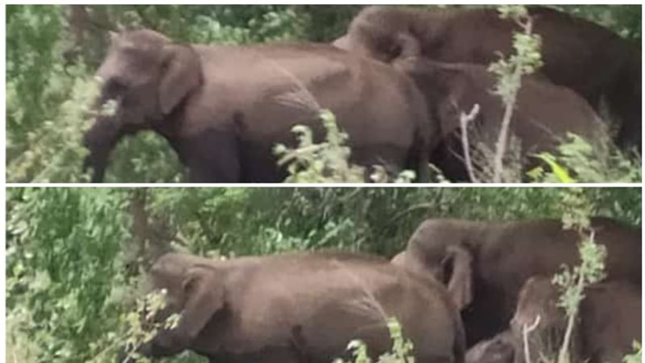 അട്ടപ്പാടി ട്രൈബൽ ആശുപത്രിക്ക് സമീപം കാട്ടാനക്കൂട്ടം; ആനക്കൂട്ടത്തെ മണിക്കൂറുകൾക്കുശേഷം കാടുകയറ്റി അട്ടപ്പാടി ട്രൈബൽ ആശുപത്രിക്ക് സമീപം കാട്ടാനക്കൂട്ടം; ആനക്കൂട്ടത്തെ മണിക്കൂറുകൾക്കുശേഷം കാടുകയറ്റി