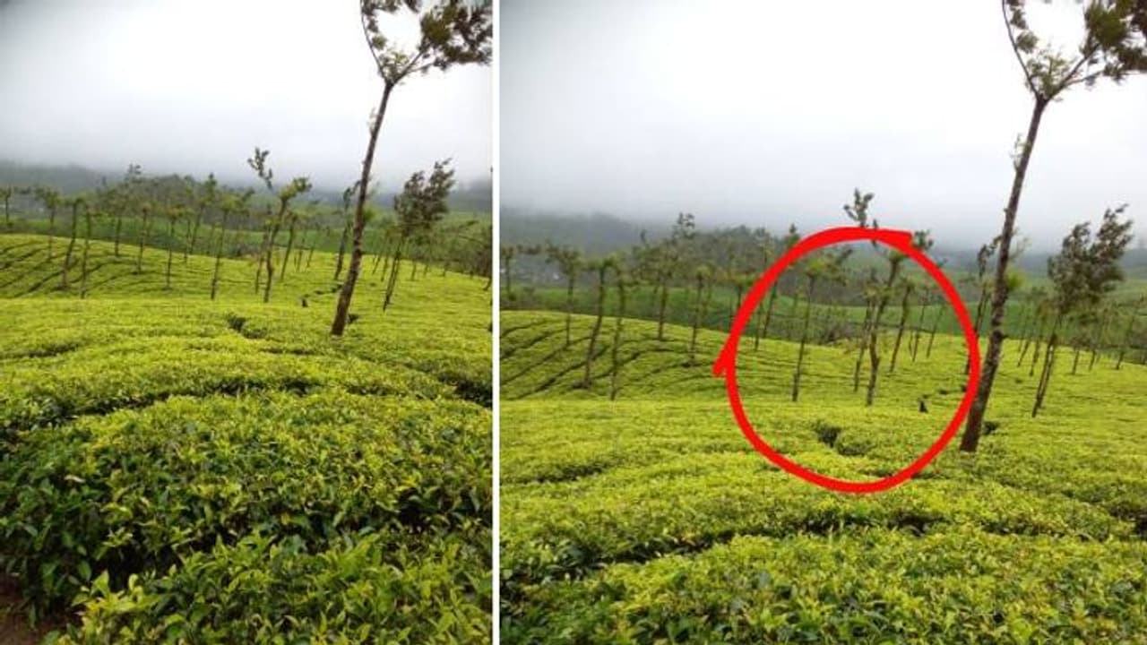 മൂന്നാർ ലോക്കാട് എസ്റ്റേറ്റിൽ കൊളുന്ത് നുള്ളുന്നതിനിടെ തൊഴിലാളികൾക്ക് ഇടയിലേക്കിറങ്ങി പുലി