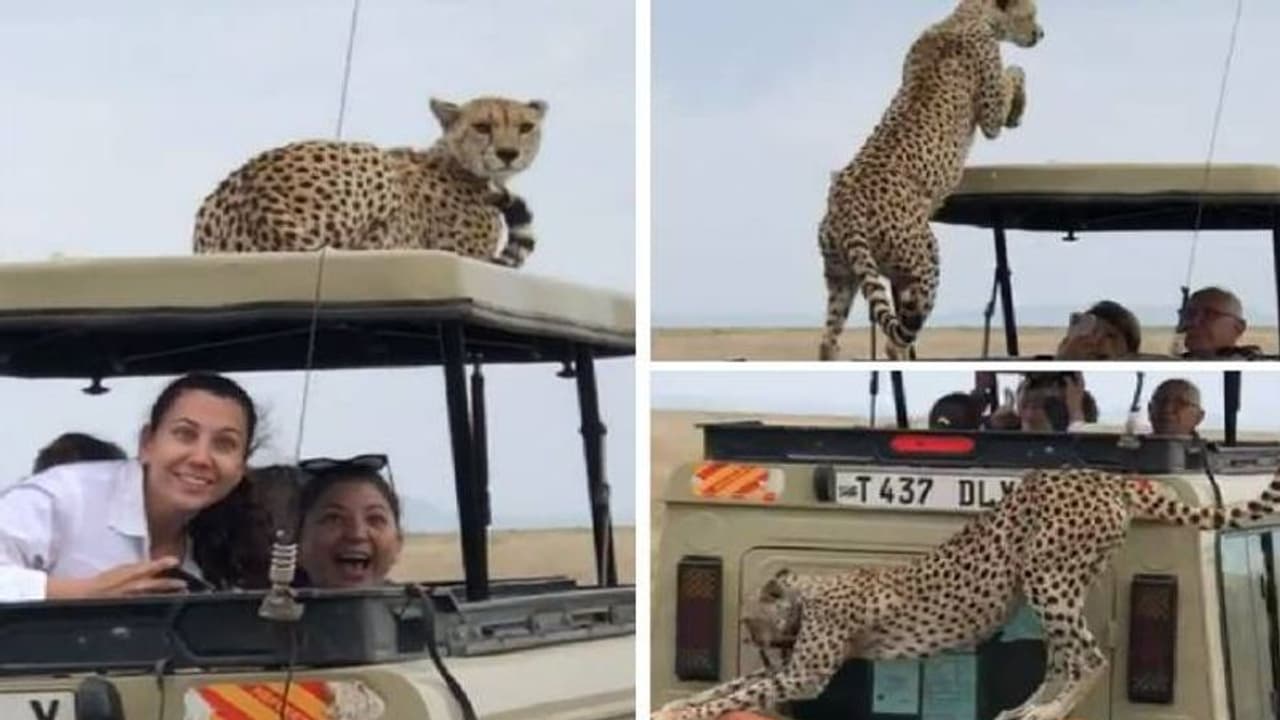സഫാരിക്കിടയിൽ യാത്രക്കാരുടെ വാഹനത്തിന് മുകളിലേക്ക് ചാടിക്കയറി പുള്ളിപ്പുലി, വീഡിയോ 