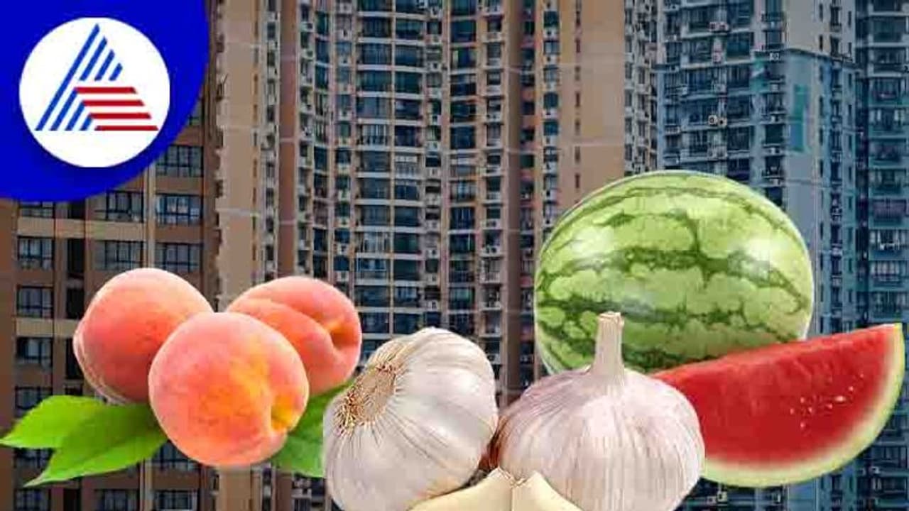 ಚೀನಾದಲ್ಲಿ ಮನೆ ಖರೀದಿ ಡೌನ್ ಪೇಮೆಂಟ್ ಗೆ ಹಣ ಬೇಕಿಲ್ಲ, ಬೆಳ್ಳುಳ್ಳಿ, ಕಲ್ಲಂಗಡಿ, ಪೀಚ್ ಹಣ್ಣುಗಳಿದ್ರೆ ಸಾಕು! ಚೀನಾದಲ್ಲಿ ಮನೆ ಖರೀದಿ ಡೌನ್ ಪೇಮೆಂಟ್ ಗೆ ಹಣ ಬೇಕಿಲ್ಲ, ಬೆಳ್ಳುಳ್ಳಿ, ಕಲ್ಲಂಗಡಿ, ಪೀಚ್ ಹಣ್ಣುಗಳಿದ್ರೆ ಸಾಕು!