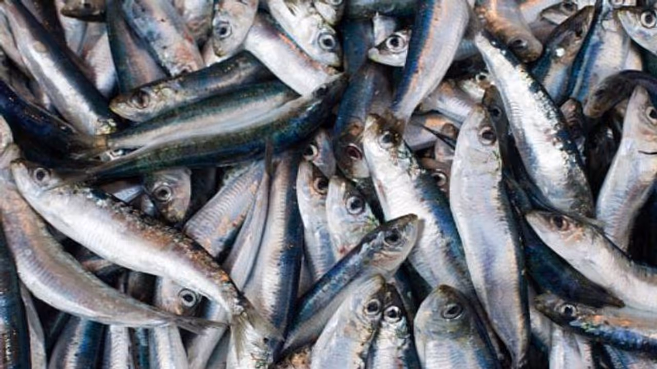 മത്തിയുടെ ലഭ്യതയിൽ വൻ ഇടിവ്, കഴിഞ്ഞ വർഷം ലഭിച്ചത് കേവലം 3297 ടൺ മത്തി മത്തിയുടെ ലഭ്യതയിൽ വൻ ഇടിവ്, കഴിഞ്ഞ വർഷം ലഭിച്ചത് കേവലം 3297 ടൺ മത്തി