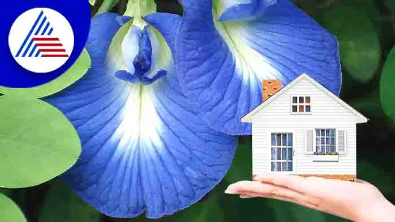 ಮನೆಯ ಸುಖ ಶಾಂತಿಗಿರಲಿ ಶಂಖಪುಷ್ಪ, ಹೂವಲ್ಲೇನಿದೆ ವಿಶೇಷ!