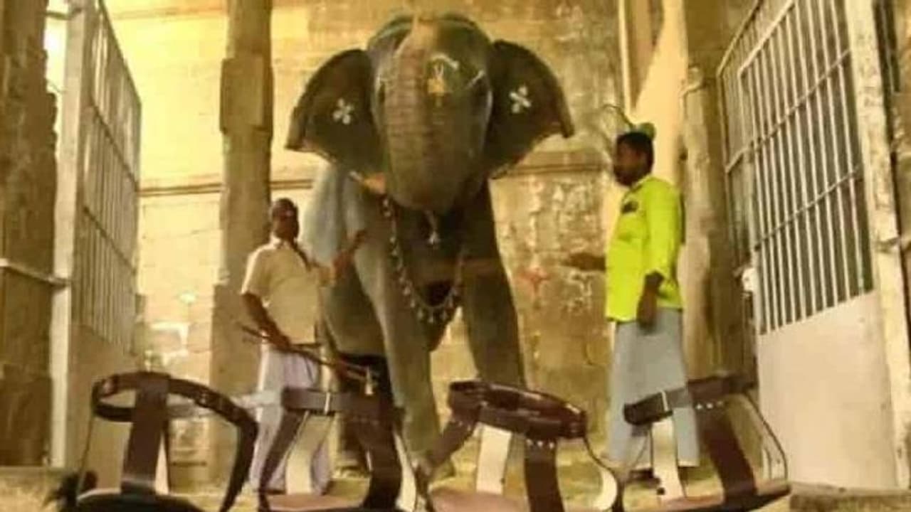 പ്രിയപ്പെട്ട ആനയ്ക്ക് ഭക്തർ വാങ്ങി സമ്മാനിച്ചത് 12,000 രൂപയുടെ ചെരിപ്പ് പ്രിയപ്പെട്ട ആനയ്ക്ക് ഭക്തർ വാങ്ങി സമ്മാനിച്ചത് 12,000 രൂപയുടെ ചെരിപ്പ്