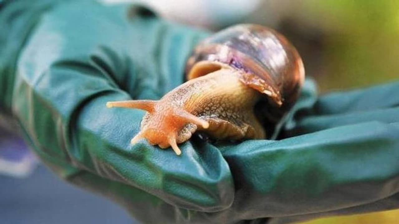 ഭീമൻ ഒച്ചുകൾ ന​ഗരം കീഴടക്കി, ആളുകളോട് ക്വാറന്റൈനിൽ പ്രവേശിക്കാൻ അധികൃതർ