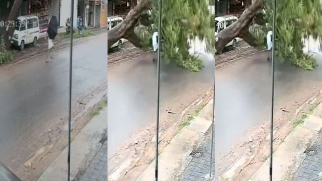 നടന്നുപോകുമ്പോൾ മരം കടപുഴകി, അടിയിൽ പെടാതെ അത്ഭുതകരമായ രക്ഷപ്പെടൽ വീഡിയോ നടന്നുപോകുമ്പോൾ മരം കടപുഴകി, അടിയിൽ പെടാതെ അത്ഭുതകരമായ രക്ഷപ്പെടൽ വീഡിയോ