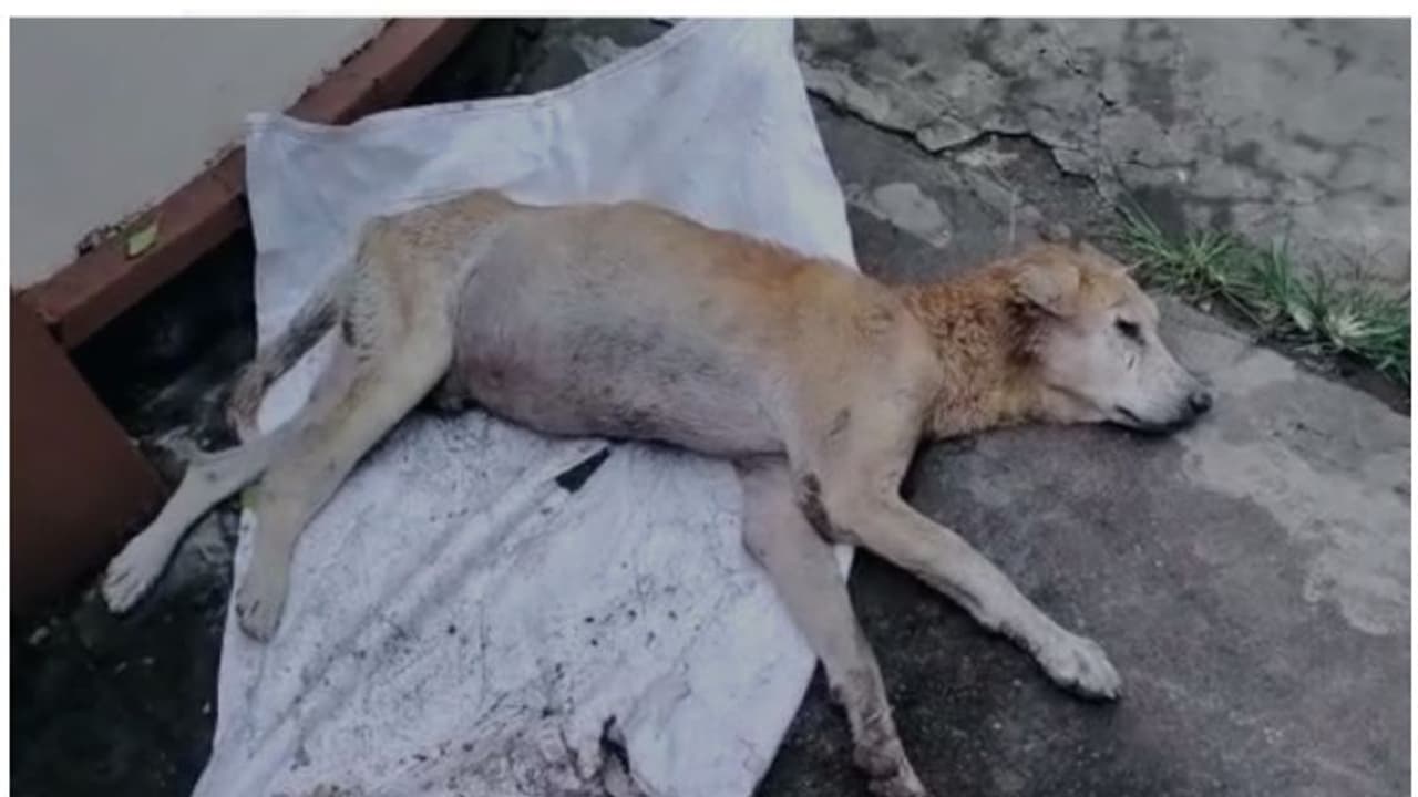  കൊടുംക്രൂരത, വയറ്റിൽ എയര്‍ഗണ്‍ വെടിയുണ്ടകളുമായി തെരുവ് നായ അവശനിലയിൽ