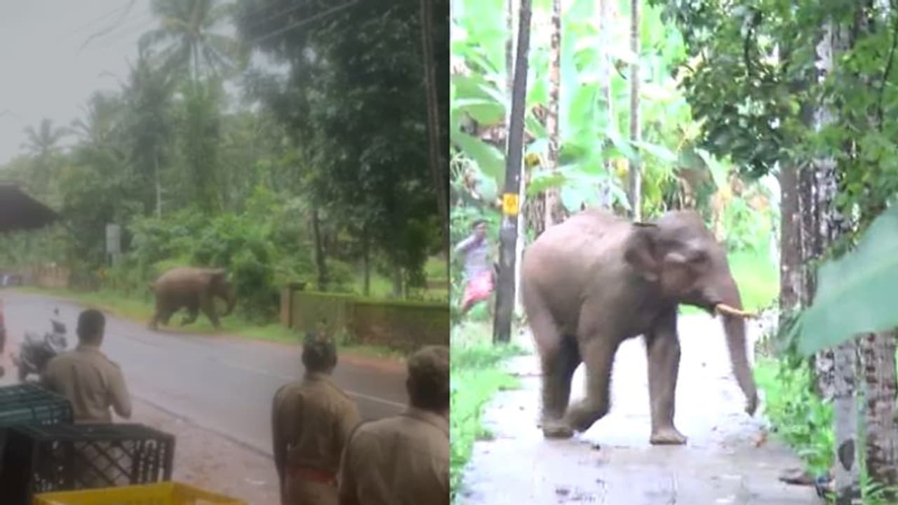 മലപ്പുറത്ത് മണിക്കൂറുകളോളം ഗതാഗതം മുടക്കി കാട്ടാനകൾ വീഡിയോ മലപ്പുറത്ത് മണിക്കൂറുകളോളം ഗതാഗതം മുടക്കി കാട്ടാനകൾ വീഡിയോ