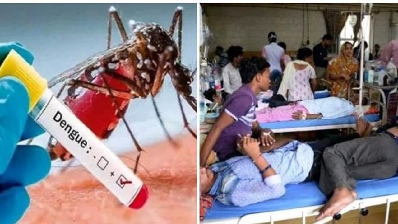 டெங்கு சிக்குன்குனியாவை தடுக்கும் புதிய கொசு...! புதுச்சேரி விஞ்ஞானிகள் கண்டுபிடித்து அசத்தல்