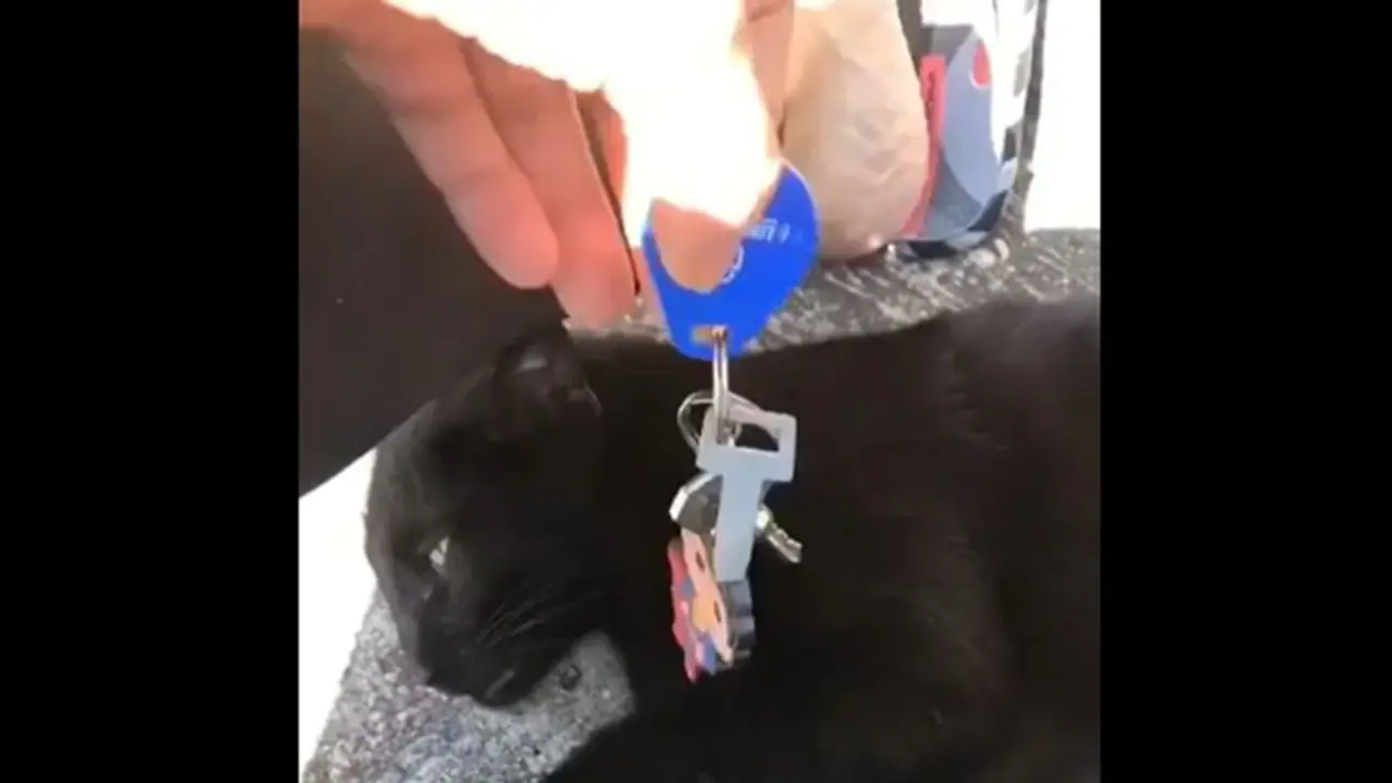 ಸ್ಮಾರ್ಟ್ ಕ್ಯಾಟ್‌: ಹೊಂಡಕ್ಕೆ ಬಿದ್ದ ಕೀಯನ್ನು ಸಾಹಸದಿಂದ ತೆಗೆದ ಮೀಯಾಂವ್‌