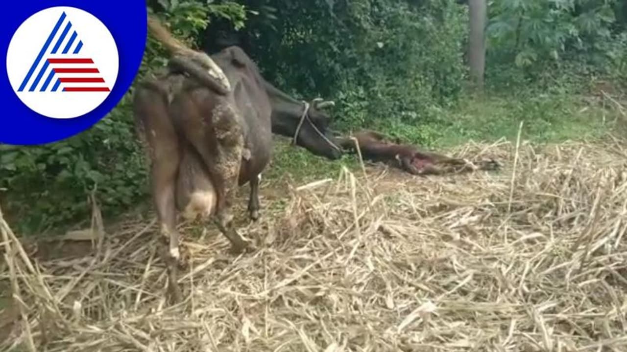 Mandya: ಚಿರತೆ ದಾಳಿಗೆ ಬಲಿಯಾದ ಕರು ಪತ್ತೆ ಹಚ್ಚಿದ ತಾಯಿ ಹಸು! Mandya: ಚಿರತೆ ದಾಳಿಗೆ ಬಲಿಯಾದ ಕರು ಪತ್ತೆ ಹಚ್ಚಿದ ತಾಯಿ ಹಸು!