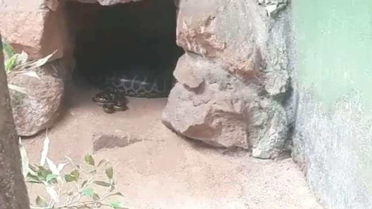 पहली बार एनाकोंडा ने दिया अजीब से बच्चे को जन्म, चिड़ियाघर प्रशासन सीएम को भेजा फोटो और वीडियो पहली बार एनाकोंडा ने दिया अजीब से बच्चे को जन्म, चिड़ियाघर प्रशासन सीएम को भेजा फोटो और वीडियो