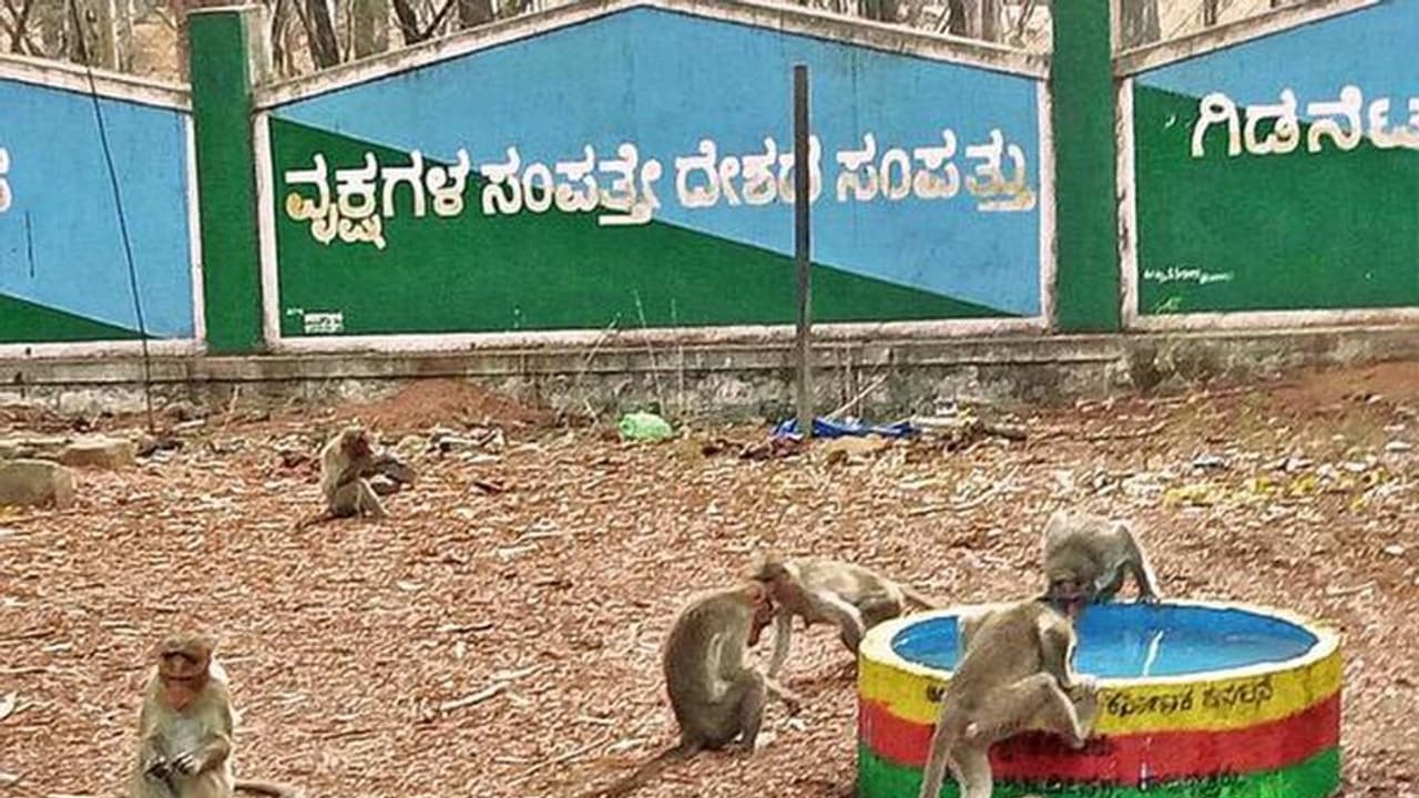 Monkey Park : കുരങ്ങുകള്‍ക്കായി രണ്ട് കോടിയുടെ പാര്‍ക്ക് ; ടൂറിസം സാധ്യതയെന്ന് സര്‍ക്കാര്‍