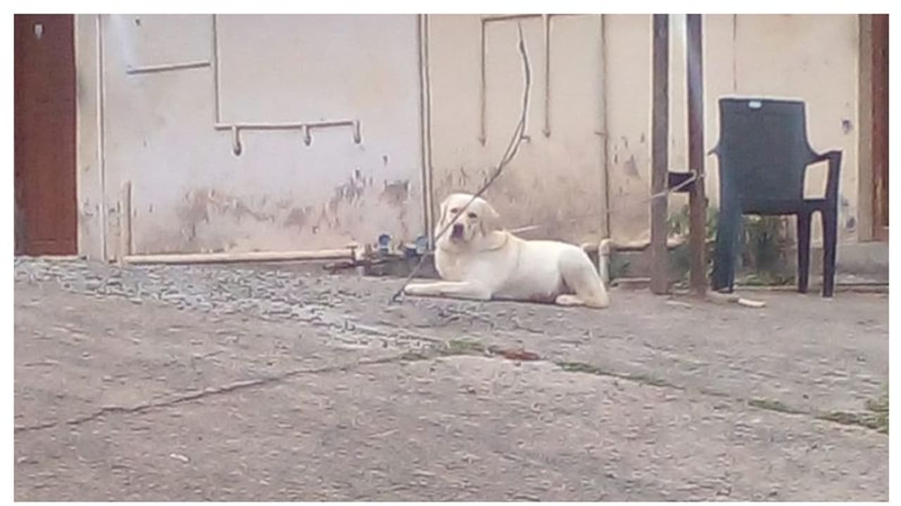 'കമല'യെ കാണാതായിട്ട് ഏഴ് ദിവസം; സഹാമഭ്യർഥിച്ച് വെറ്ററിനറി ഡോക്ടർ 'കമല'യെ കാണാതായിട്ട് ഏഴ് ദിവസം; സഹാമഭ്യർഥിച്ച് വെറ്ററിനറി ഡോക്ടർ