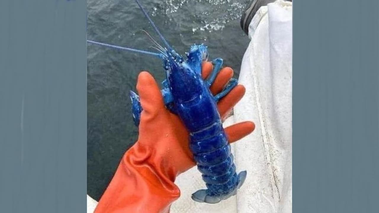 ಮೀನುಗಾರರ ಬಲೆಗೆ ಬಿತ್ತು ಅತೀ ಅಪರೂಪದ ನೀಲಿ ಸಿಗಡಿ 