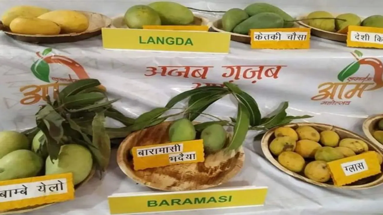 जानिए लखनऊ मैंगो फेस्टिवल में दिखे कैसे कैसे आम, छोटा रटौल आम दिखा रहा बड़ा असर, जानें पूरी रेट लिस्ट जानिए लखनऊ मैंगो फेस्टिवल में दिखे कैसे कैसे आम, छोटा रटौल आम दिखा रहा बड़ा असर, जानें पूरी रेट लिस्ट