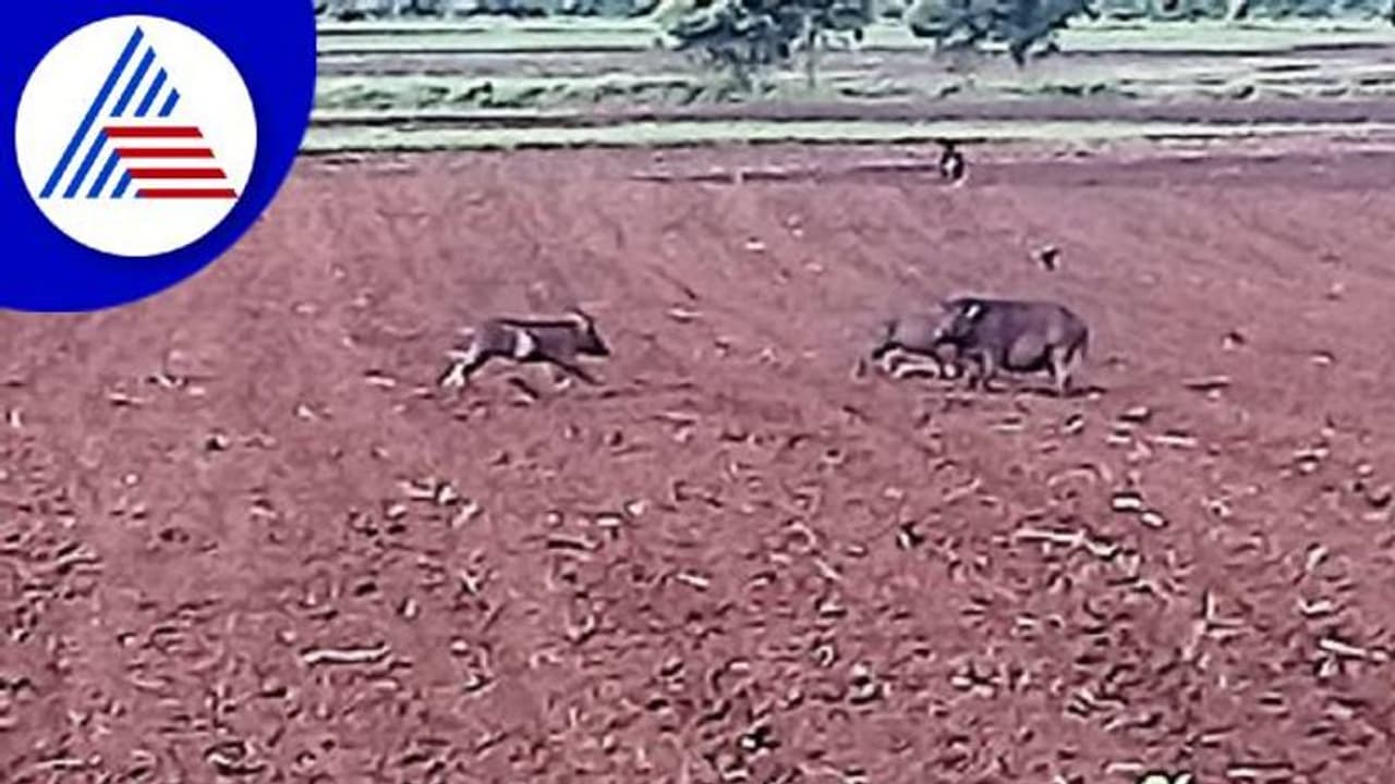 ಹಾವೇರಿ: ಹಂದಿಗಳ ಕಾಟಕ್ಕೆ ಕಂಗಾಲಾದ ರೈತರು..! ಹಾವೇರಿ: ಹಂದಿಗಳ ಕಾಟಕ್ಕೆ ಕಂಗಾಲಾದ ರೈತರು..!