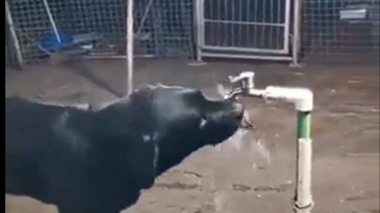 viral video : ఈ కుక్కను చూసి మనుషులు నేర్చుకోవాలి.. ఇంటర్నెట్ లో వైరల్ గా మారిన వీడియో.. viral video : ఈ కుక్కను చూసి మనుషులు నేర్చుకోవాలి.. ఇంటర్నెట్ లో వైరల్ గా మారిన వీడియో..