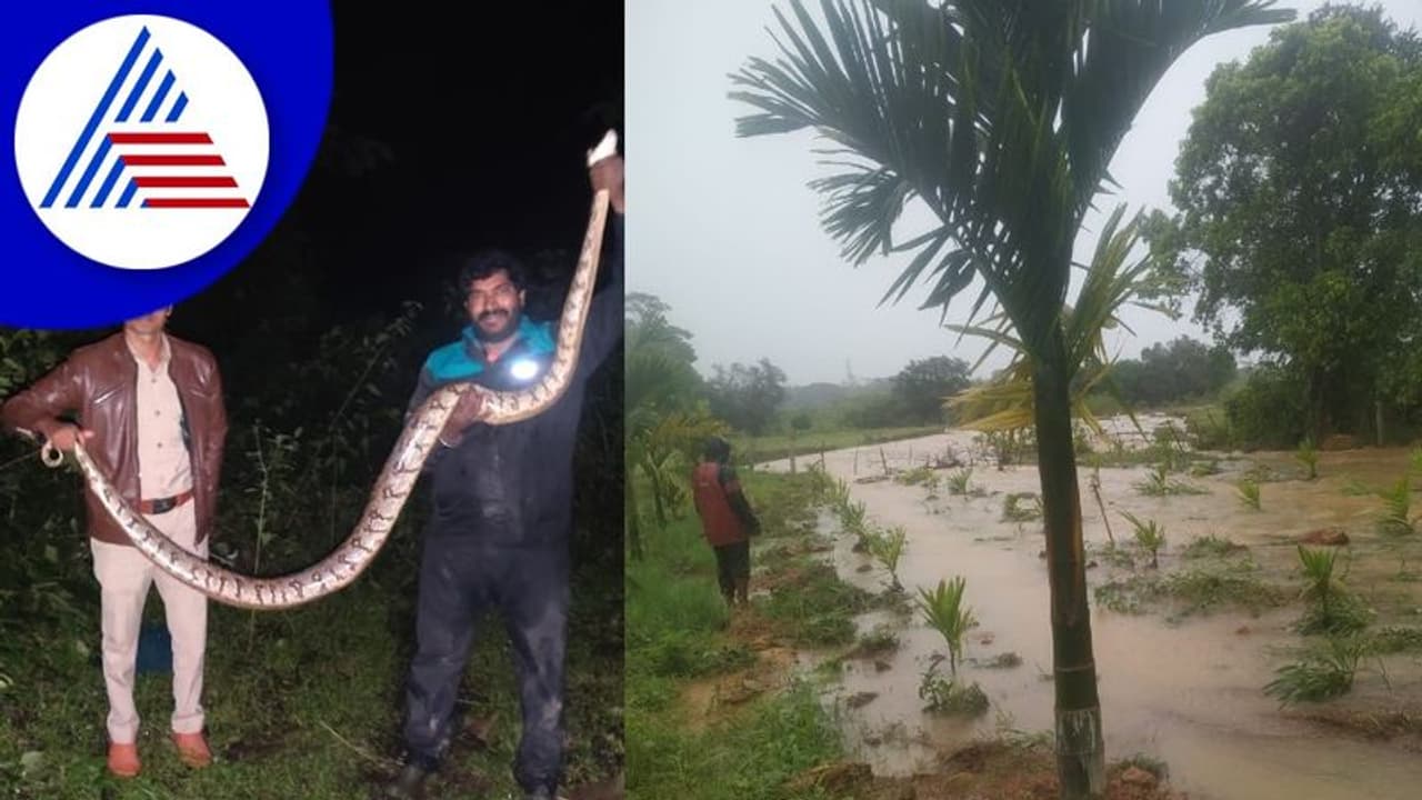 Shivamogga: ಕಾರ್ಗತ್ತಲ ಜಡಿ ಮಳೆಯಲ್ಲಿ ಪ್ರತ್ಯಕ್ಷವಾದ ಹೆಬ್ಬಾವು: ಕೆರೆ ದಂಡೆ ಒಡೆದು ತೋಟಕ್ಕೆ ಹಾನಿ