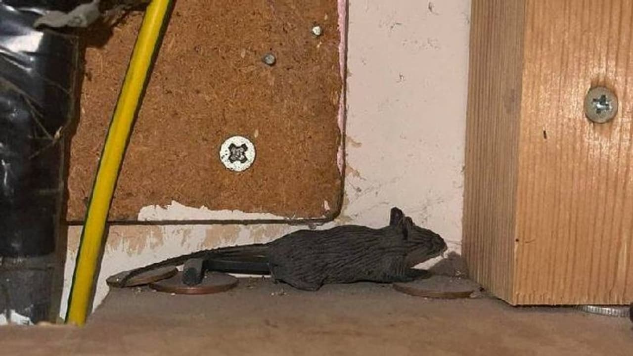 എലിയെ തുരത്താനായി വിളിച്ചു, വീട്ടിലെത്തിയപ്പോൾ ഒരു റബ്ബർ എലി!