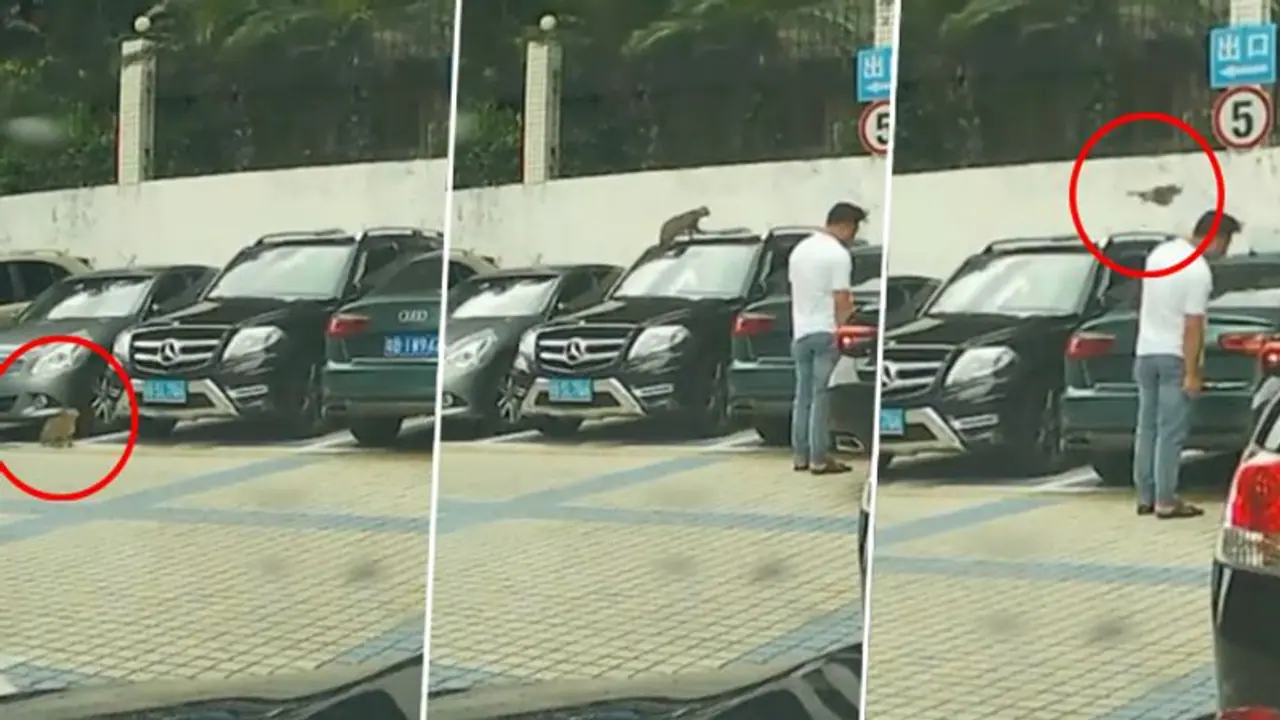 Watch: Cat’s hilarious fail at jumping a wall will leave you in splits Watch: Cat’s hilarious fail at jumping a wall will leave you in splits