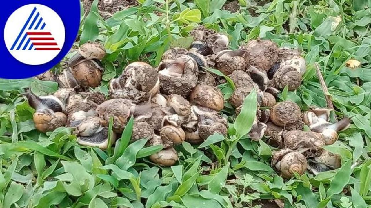 ಬೀದರ್ ರೈತರಿಗೆ ಮತ್ತೊಂದು ಸಂಕಷ್ಟ: ಶಂಕದ ಹುಳಕ್ಕೆ ಹೈರಾಣಾದ ರೈತರು..! ಬೀದರ್ ರೈತರಿಗೆ ಮತ್ತೊಂದು ಸಂಕಷ್ಟ: ಶಂಕದ ಹುಳಕ್ಕೆ ಹೈರಾಣಾದ ರೈತರು..!