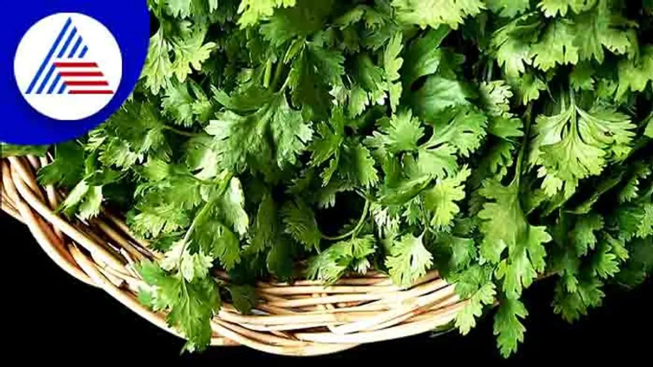 Pongal recipe: பொங்கல் பண்டிகையில் செய்ய கூடிய செம்ம ருசியான கொத்தமல்லிப் பொங்கல்! 