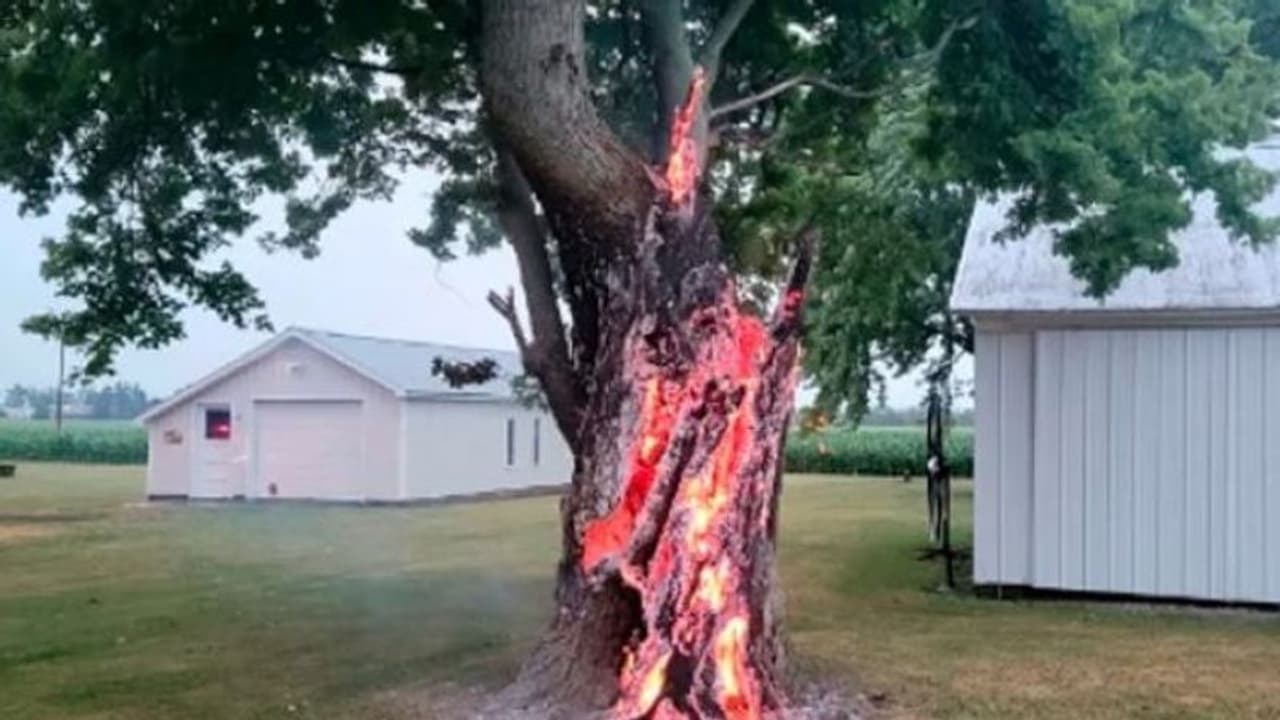 काफी विशाल और पुराना पेड़ धूं धूं कर जला, फायर फाइटर टीम ने बताई चौंकाने वाली बात, शेयर किया फोटाे काफी विशाल और पुराना पेड़ धूं धूं कर जला, फायर फाइटर टीम ने बताई चौंकाने वाली बात, शेयर किया फोटाे