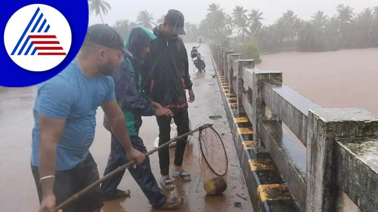 Udupi: ಪ್ರವಾಹದ ನೀರಿನಲ್ಲಿ ತೆಂಗಿನಕಾಯಿ ಬೇಟೆ: ಕರಾವಳಿ ಯುವಕರ ಸಾಹಸ Udupi: ಪ್ರವಾಹದ ನೀರಿನಲ್ಲಿ ತೆಂಗಿನಕಾಯಿ ಬೇಟೆ: ಕರಾವಳಿ ಯುವಕರ ಸಾಹಸ