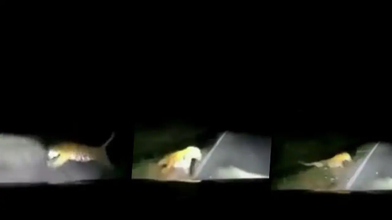 Tiger collided with a vehicle while running across the road in Malaysia: watch video Tiger collided with a vehicle while running across the road in Malaysia: watch video