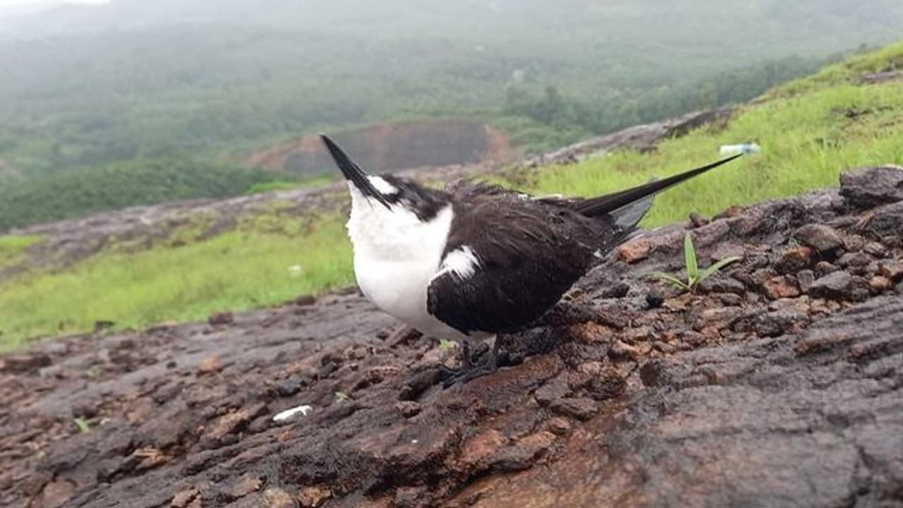 चिड़िया ने कर दिया ऐसा कांड.. गुल हो गई 14 हजार घरों की बिजली! चिड़िया ने कर दिया ऐसा कांड.. गुल हो गई 14 हजार घरों की बिजली!