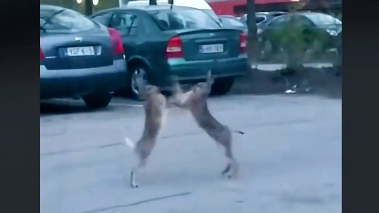 Viral video: Hares exchange punches in middle of road; netizens amused Viral video: Hares exchange punches in middle of road; netizens amused
