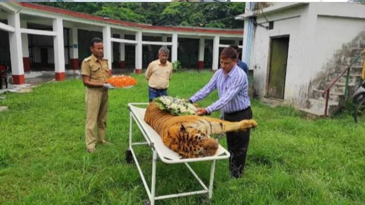 രാജ്യത്തെ പ്രായം കൂടിയ കടുവകളിലൊന്ന് ചത്തു, മുതലകളുടെ ആക്രമണത്തിന് ശേഷം രാജ നടന്നിരുന്നത് കൃത്രിമക്കാലിൽ രാജ്യത്തെ പ്രായം കൂടിയ കടുവകളിലൊന്ന് ചത്തു, മുതലകളുടെ ആക്രമണത്തിന് ശേഷം രാജ നടന്നിരുന്നത് കൃത്രിമക്കാലിൽ