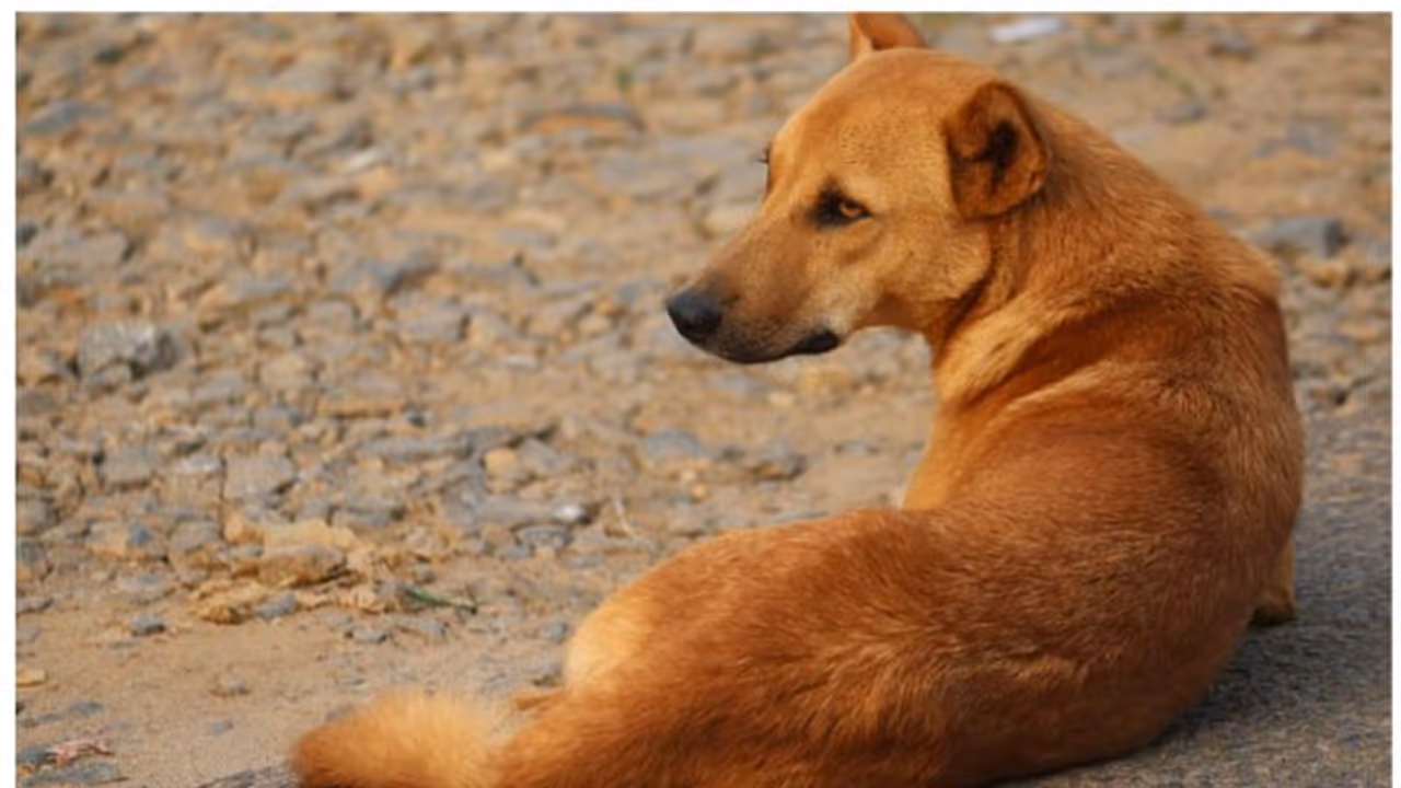 Rabies in Humans : 'ഈ വര്‍ഷം പേവിഷബാധ മൂലം മരിച്ചത് 18 പേര്‍'; കേരളത്തില്‍ ജാഗ്രതയ്ക്കുള്ള സമയമോ?