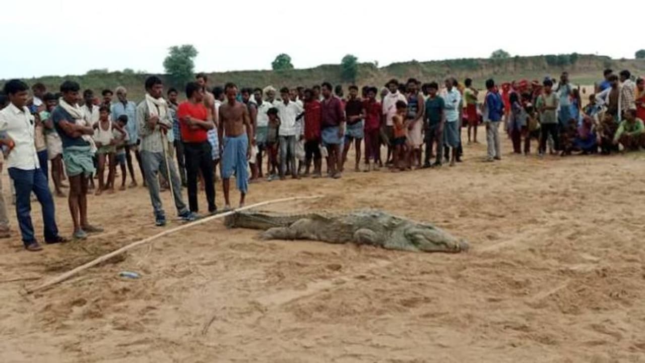 നദിയിൽ കുളിക്കുന്നതിനിടെ 10 വയസ്സുകാരനെ മുതല വിഴുങ്ങി